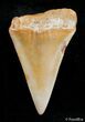 / Inch Fossil Mako Tooth - Western Sahara Desert #2842-1
